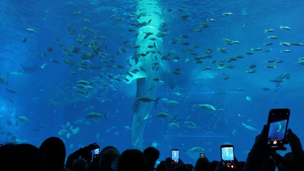 沖縄美ら海水族館での社員旅行